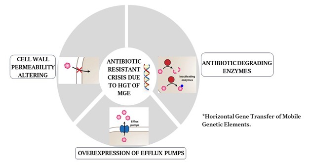 Emerging Antibiotic Resistance in Gram-Positive Bacteria, with Focus on Staphylococcus Aureus, Enterococcus Spp., and Streptococcus Pneumoniae 