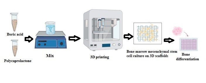 Evaluating the Effect of 3D Printed Polycaprolactone-Boric Acid Scaffold on Proliferation and Bone Differentiation of Human Bone Marrow Mesenchymal Stem Cells 