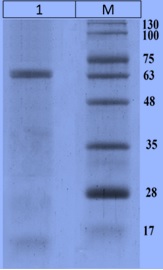 Recombinant CotA-Laccase from Bacillus Licheniformis: Characterization and Overexpression in Bacillus Subtilis WB600 