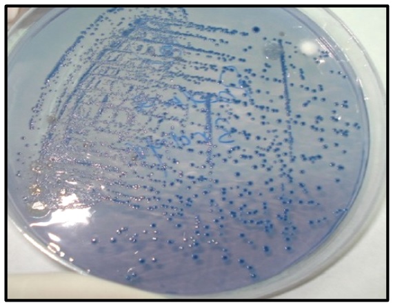 Biochemical Characteristics and Antibiotics Susceptibility of Streptococcus Mutans Isolates from Dental Caries in Baghdad City 