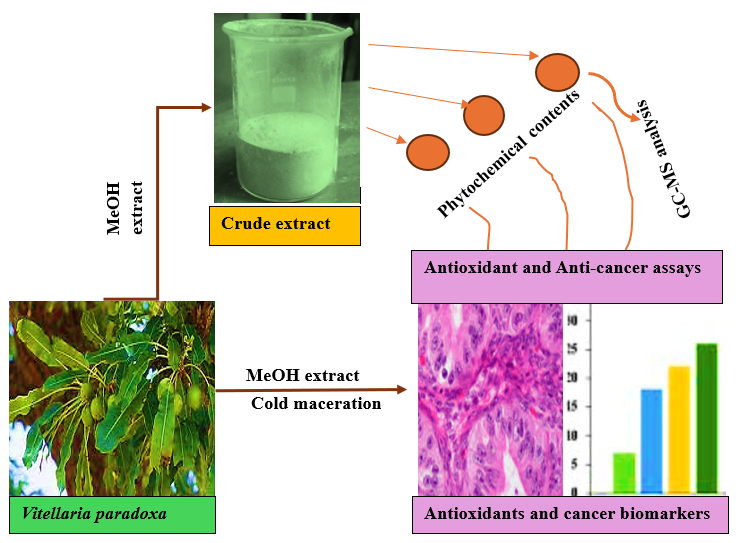 Phytochemical Analysis and Evaluation of Anticancer and Antioxidant Activities of Vitellaria Paradoxa Gaertn (Sapotaceae) Methanol Stembark Extract 