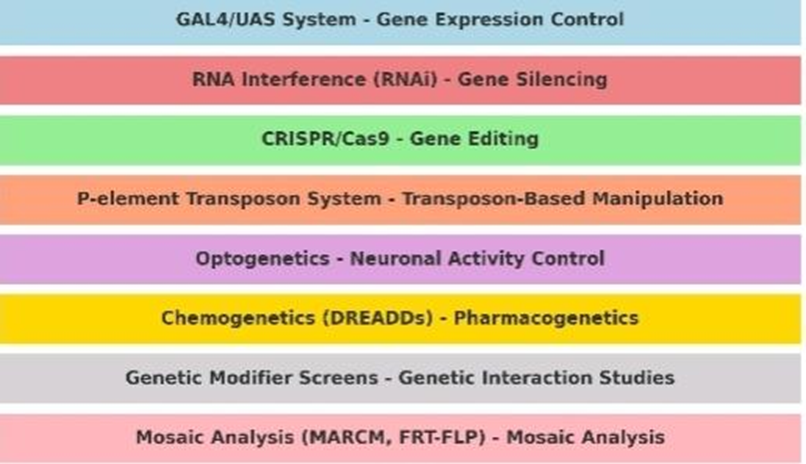 <em>Drosophila melanogaster</em> and its Genetic Tools as a Model in the Neurological Disorder Research 