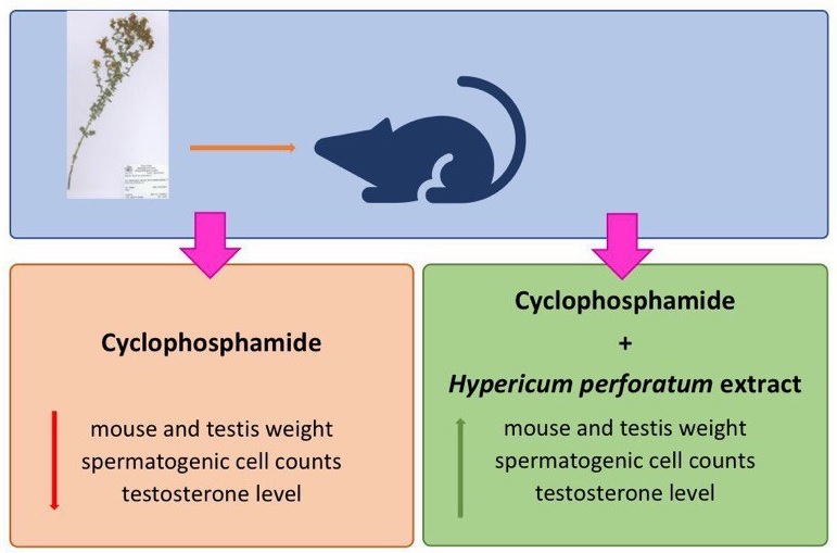 Effects of Hydroalcoholic Extract of Hypericum Perforatum on the Spermatogenesis of BALB/c Male Mice Treated by Cyclophosphamide 