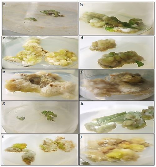 In vitro Callus Induction of Tomato and Evaluation of Antioxidant Activity of Aqueous Extracts and Enzymatic Activities in Callus Cultures 